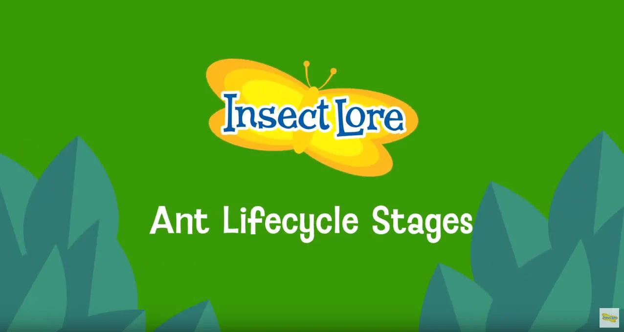 Ant Life Cycle Stages - Image 3