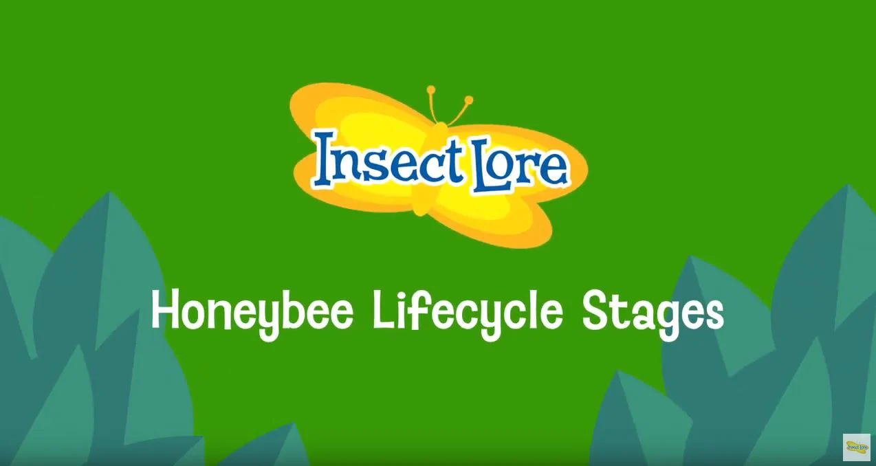 Honey Bee Life Cycle Stages - Image 3